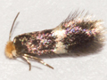 Etainia occultella